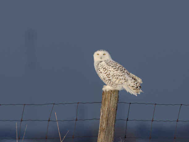 istock Snowy owl perching on a fence post 1461201711