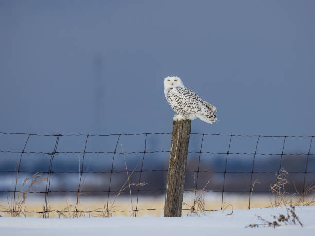 istock Snowy owl perching on a fence post 1461201712