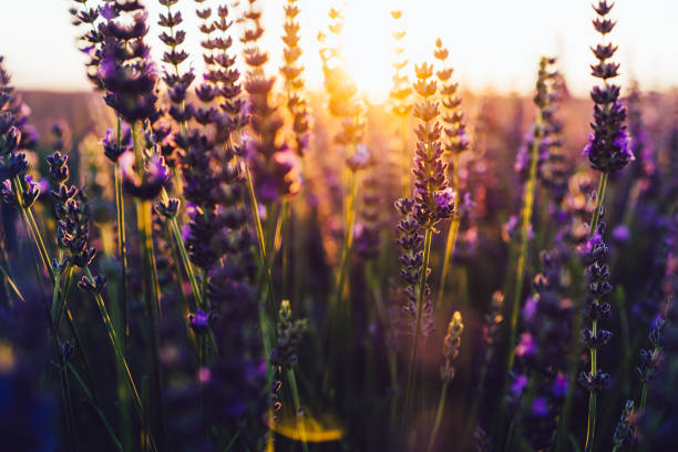 istock Beautiful lavandula rows on flowers fields during summer time with light breathtaking sunset, essential cultivation of purple blossom for medical or aromatic perfumes, scent aromatherapy blooming 1461202958