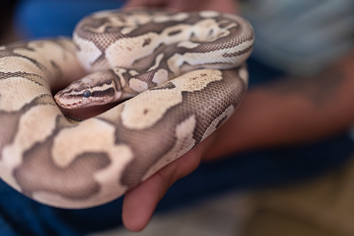A ball python snake in the hands of its owner