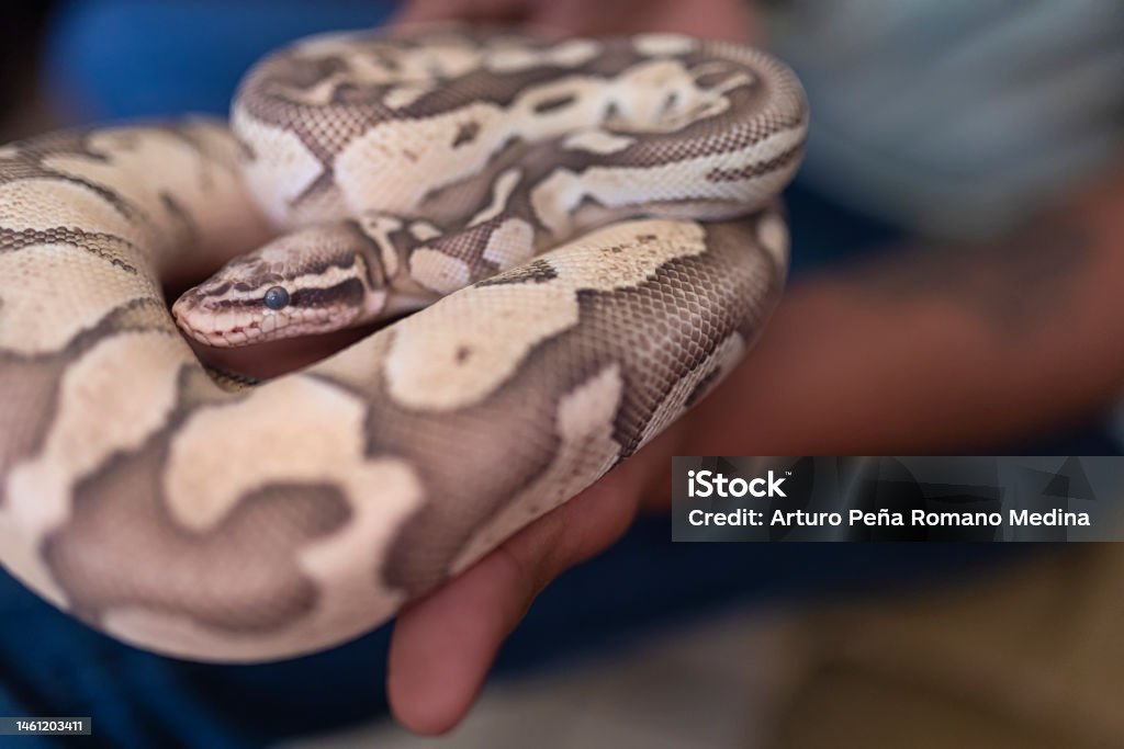 A Ball Python Snake In The Hands Of Its Owner Stock Photo - Download ...