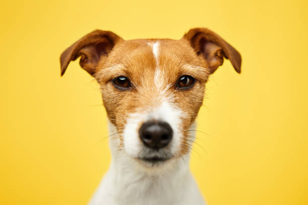 istock Jack russell terrier dog on yellow background. Funny pet 1461203469