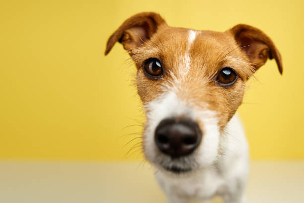 istock Jack russell terrier dog on yellow background. Funny pet 1461203475