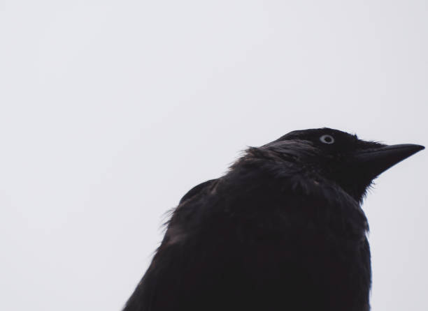 istock Close up of bird perching against clear sky 1461204015