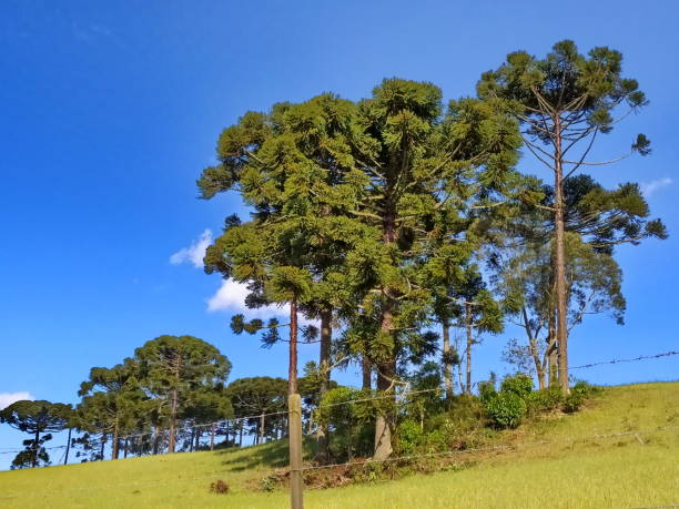 istock Santa Catarina landscape 1461204105