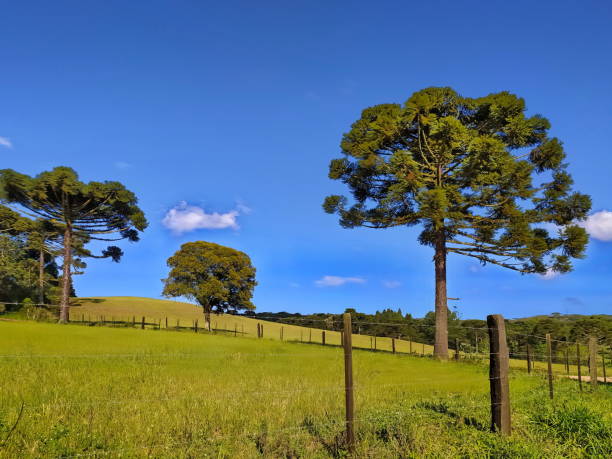 istock Santa Catarina landscape 1461204116