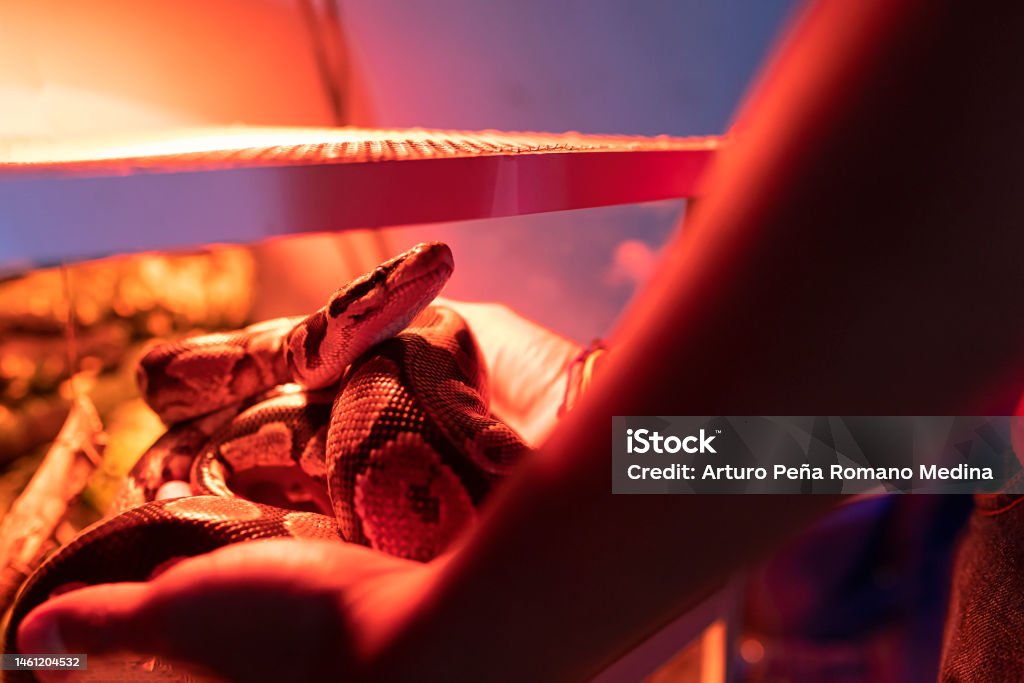 Man Consumed By Python Man With A Ball Python In His Hands Stock Photo - Download Image Now ...
