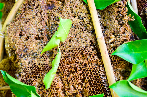 istock Wild honeycomb at the flea market 1461206199