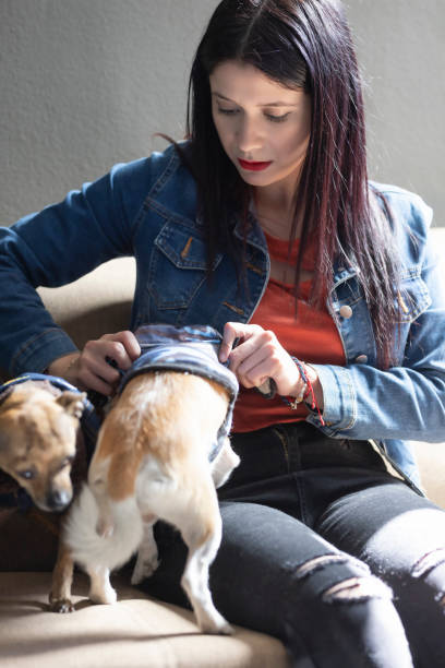 istock Woman fitting clothes to her dogs 1461206311