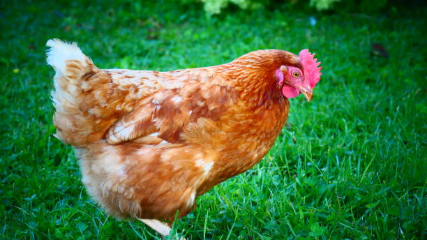 istock Hen in green vegetation in close-up 1461208305