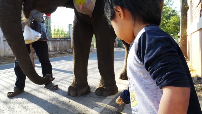 Asian boy feeding elephants at the roadside.