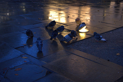 Pigeons walking around the lighting.