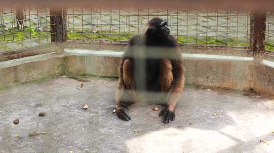 Orangutan or monkey sitting in the cage.