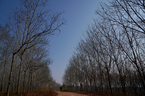 View of the rubber plantation in the dry season in Thailand