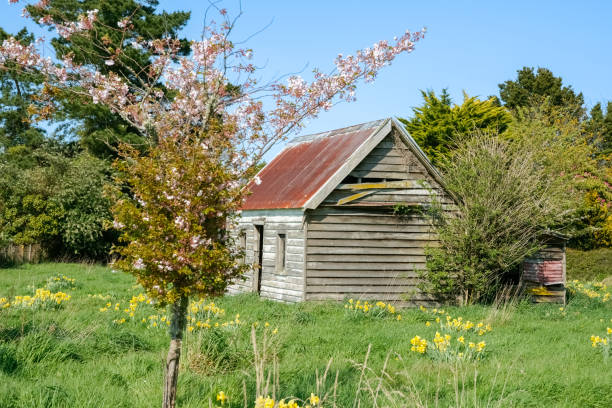 istock Deserted small house in field long grass and yellow daffodils 1461212494