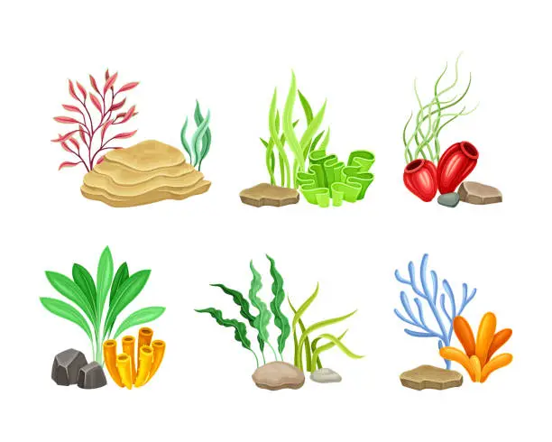 Vector illustration of Set of seaweeds and stones set. Marine underwater life and aquarium flora vector illustration