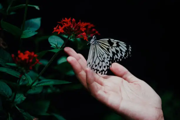 Butterfly perched on a woman's hand at a flower garden