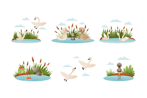 Waterfowl swimming in pond set. Ugly duckling fairy tale scenes cartoon vector illustration isolated on white