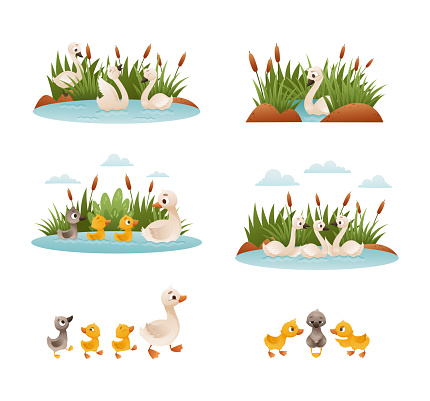 Waterfowl swimming in pond set. Ugly duckling fairy tale scenes. Lonely duckling finding new family cartoon vector illustration isolated on white