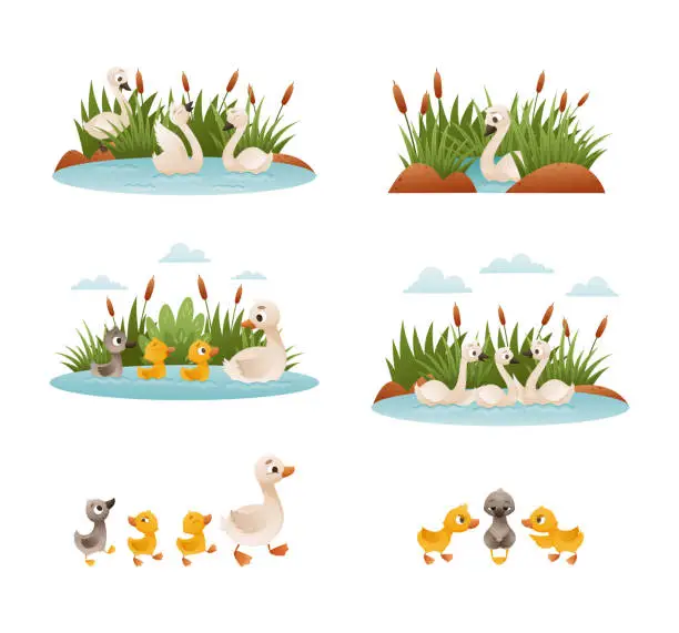 Vector illustration of Waterfowl swimming in pond set. Ugly duckling fairy tale scenes. Lonely duckling finding new family cartoon vector illustration