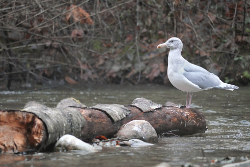A seagull standing on a log in the Alouette River at the Golden Ears Provincial Park in Maple Ridge, British Columbia, Canada.
