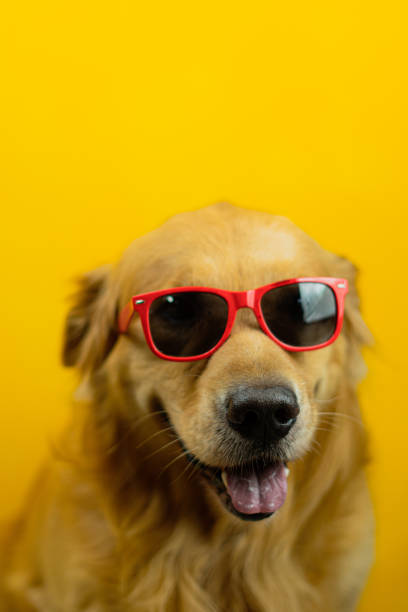 istock very cool golden retriever dog 1461214712