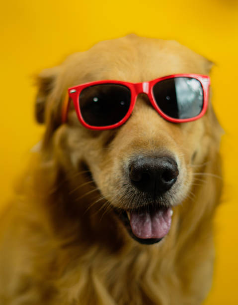 istock very cool golden retriever dog 1461214735