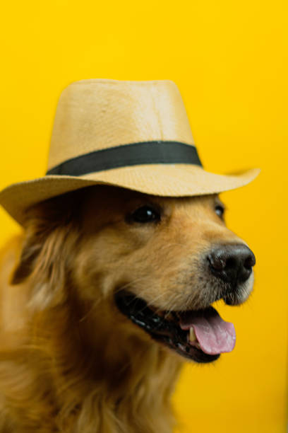 istock very cool golden retriever dog 1461214747