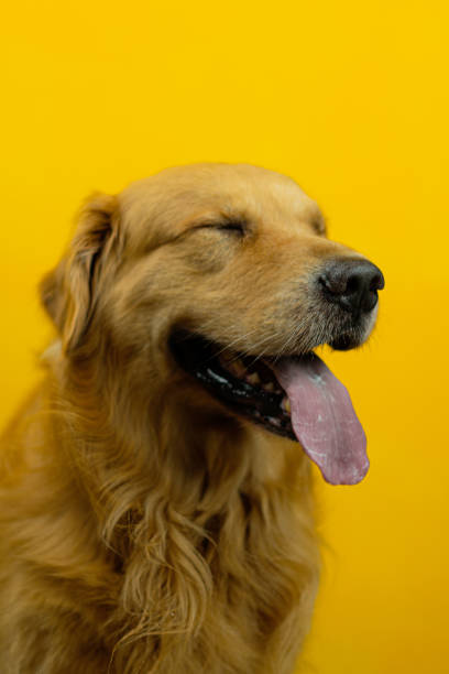 istock very cool golden retriever dog 1461214772
