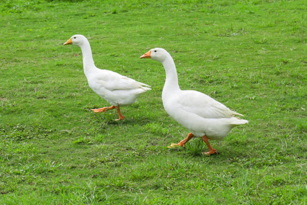 istock White goose standing on the green grass on the farm. 1461215922