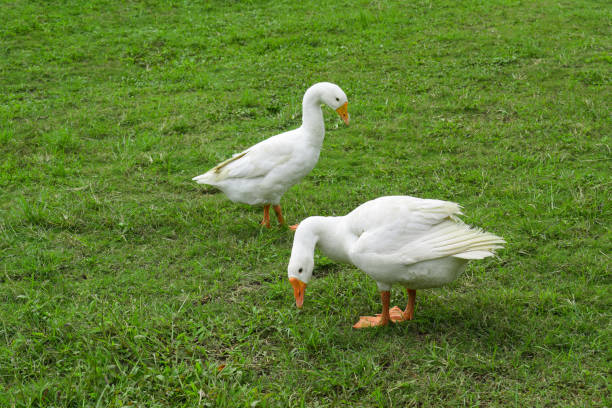 istock White goose standing on the green grass on the farm. 1461216026
