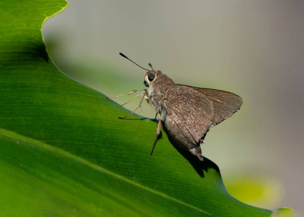 istock Monk Skipper Butterfly on Curved Green Leaf 1461218185