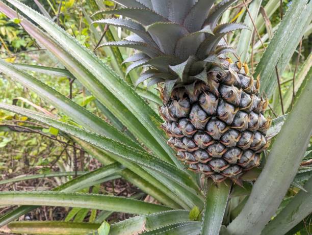 istock young pineapple fruit in the garden. its texture is prickly 1461218858