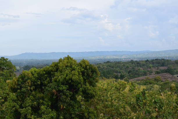 istock Tropical forest in Indonesia 1461220752