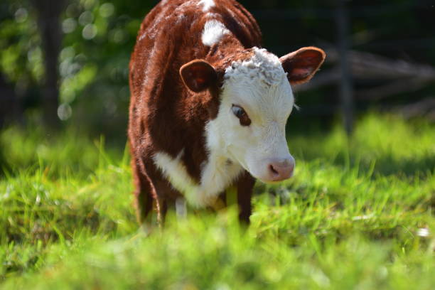 Cow Calf In Fresh Grass