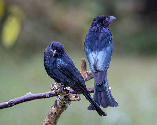 istock Nature wildlife image of Bronze Drongo bird (Dicrurus aeneus) perching on tree branch 1461223979