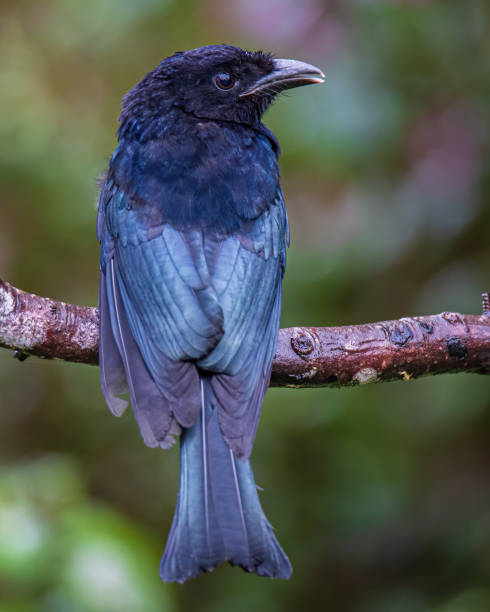 istock Nature wildlife image of Bronze Drongo bird (Dicrurus aeneus) perching on tree branch 1461224020