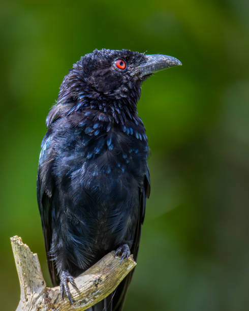 istock Nature wildlife image of Bronze Drongo bird (Dicrurus aeneus) perching on tree branch 1461224238