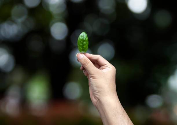 hand holding green leaf on a blurred nature background, earth day concept