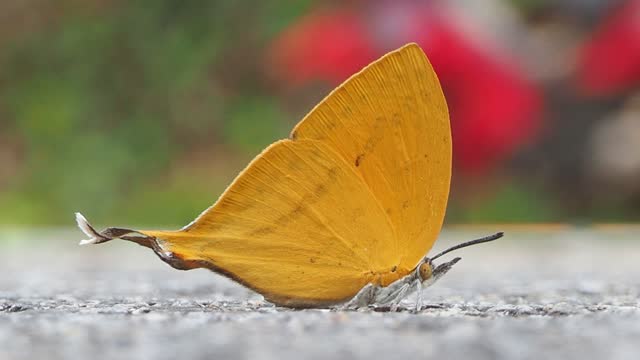 Common Yamfly Butterfly