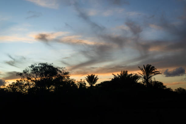 istock Silhouette of trees at sunset. 1461228239