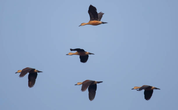 istock Whistling duck birds in flight against a blue sky 1461228297