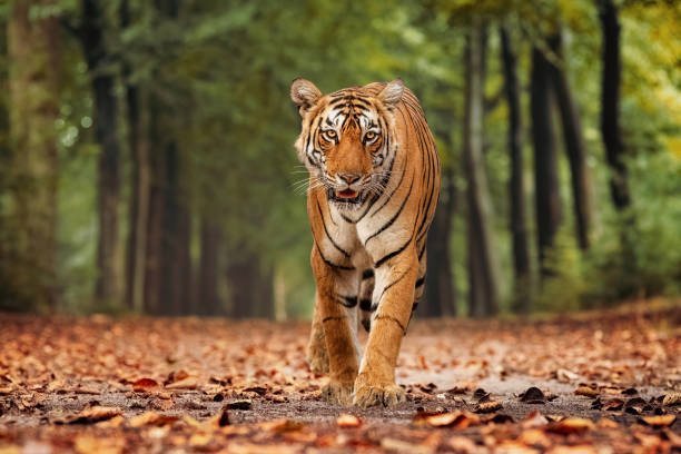 Bengal Tiger in the forest of Bannerghatta in Karnataka, India Bengal Tiger in Bannerghatta forest in Karnataka India, shot with bokeh background bengal tiger pattern stock pictures, royalty-free photos & images