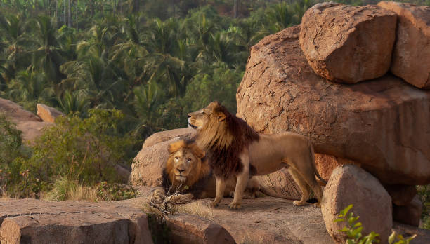 Male lions in the hills of Bannerghatta forest at Karnataka India Two male lions in the forest hills of Bannerghatta at sunset in the state of Karnataka, India asian lion stock pictures, royalty-free photos & images