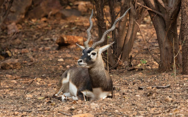 indischer schwarzbock im natürlichen lebensraum im bannerghatta-wald - hirschziegenantilope stock-fotos und bilder