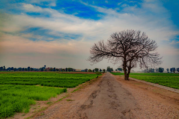 Countryside scene with bare tree and crops