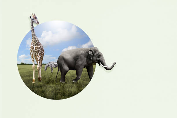 istock World Wildlife Day 1461228830