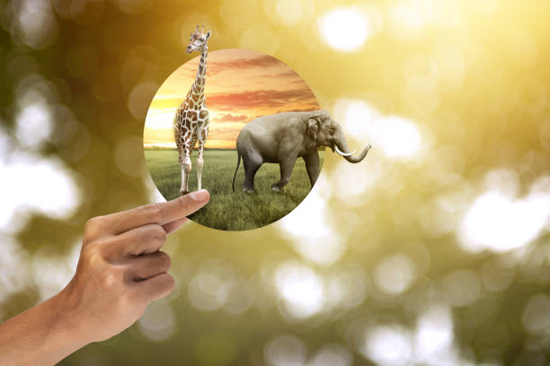 istock World Wildlife Day 1461228869