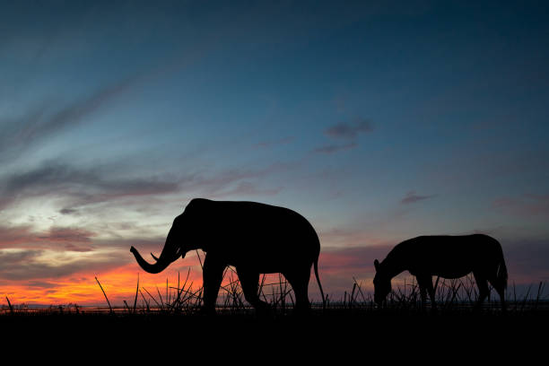 istock World Wildlife Day 1461228934