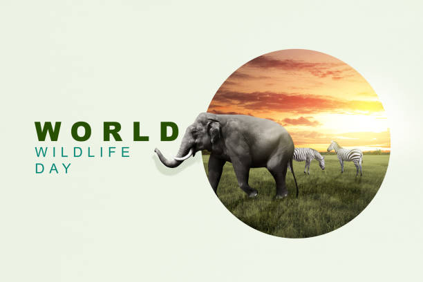 istock World Wildlife Day 1461228956